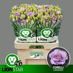 Eus G Corelli Lavend 70L.cm 55+knop 23bloei