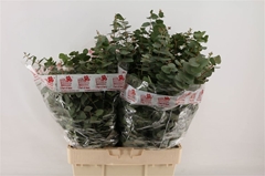 Eucalypt Bridgesi Bs 60L.cm 200gram