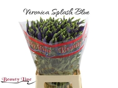 Veron L Skyler Blue 65L.cm 23bloei
