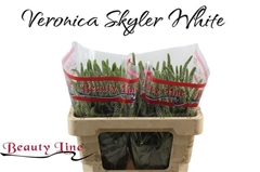 Veron L Skyler White 50L.cm 23bloei