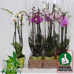 Phal Gem 4 Kl 12P 60H 3TAK 18bloem 12bloei