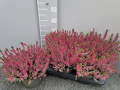 Callu Garden Mixkar 17P 30H