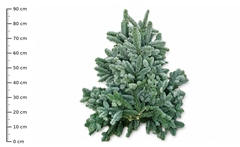 Kerstgr. Nobilis Bl. 80L.cm 988gram