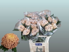 Chr G Vienna Copper 80L.cm 105gram 23bloei