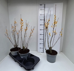 Ilex Verticillata 19P 70H