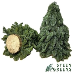 Abies Nobilis Blauw 30L.cm