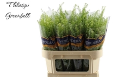 Thlaspi Green Bell 70L.cm 18gram 23bloei