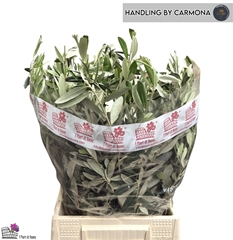 Olea Europaea Bs 60L.cm