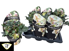 Hell Viv Valeria 17P 40H 20bloem