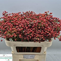 Rosa Mag Sunset 70L.cm