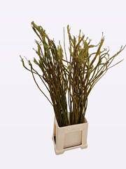 Salix Sekka Bandwilg 110L.cm
