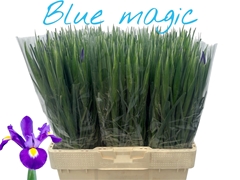 Iris Blue Magic 56L.cm 29gram
