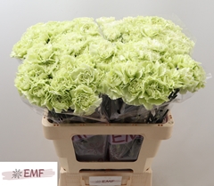 Di St Prado Mint 60L.cm 24bloei