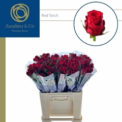 R Gr Red Torch 60L.cm 23bloei