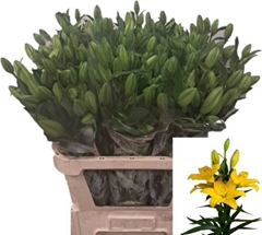 Li La Tobruk 85L.cm 35+knop 23bloei