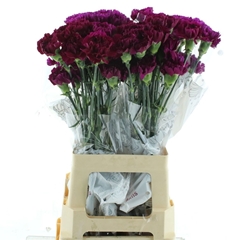Di St Yukari Violet 70L.cm 24bloei