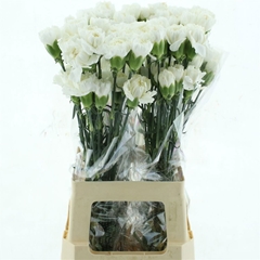 Di St Moonlight 65L.cm 24bloei
