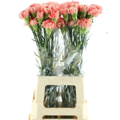 Di St Overig 65L.cm 24bloei