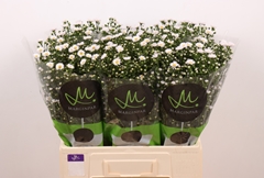 Ast Teeny Tiny White 60L.cm 15gram 23bloei