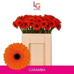 Ge Mi Caramba 50L.cm