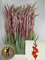 Glad Gr Magma 100L.cm 170gram 12bloei