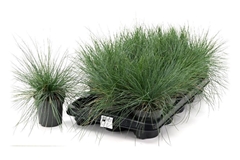 Festuca Overig 10P 27H