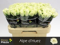 R Gr Alpe Dhuez 60L.cm 23bloei