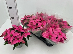 Euphor P Pri Ho Pink 11P 24H