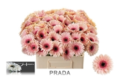 Ge Mi Prada 50L.cm 13bloei