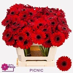 Ge Mi Picnic 50L.cm