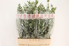 Euca Cinerea Bos Kort 60L.cm 200gram