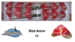 Anth A Red Amor 60L.cm 13Ø Cm 99bloei