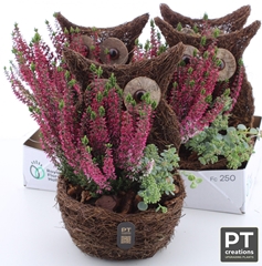 Arr Tuinplanten 19P 34cm 22bloei