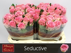 R Gr Seductive 60L.cm 23bloei