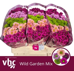 Chr San Gemengd 55L.cm 100gram 23bloei