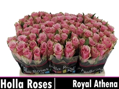 R Gr Athena Royale 50L.cm 23bloei