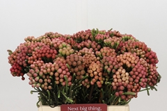 Kaaps Groen Berzelia 40L.cm
