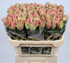 R Gr Belle Rose 70L.cm 23bloei
