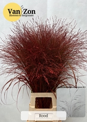 Siergr Ov Klb H% 95L.cm Redgram