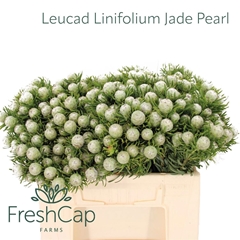 Leucad L Ay Ja Pe Vt 35L.cm