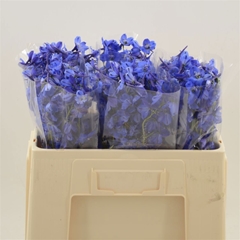 Delph En Donna 50L.cm 23bloei