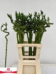 Drac S Lucky Bamboo 70L.cm
