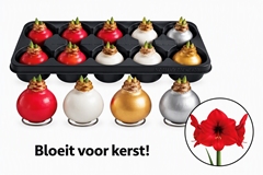 Arr.. Amaryllis No Water MixL.cm