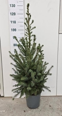Picea Omorika 24P 130H