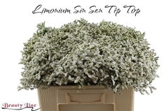 Lim Sin Sen Tip Top 50L.cm 13bloei