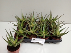 Aloe Overig 508P 20H