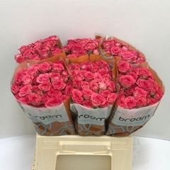 R Tr Sweet Julia 40L.cm 45+knop 23bloei