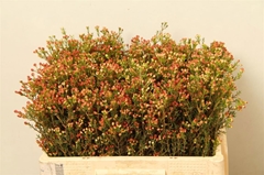 Chamelauc Blondie 50L.cm 15gram