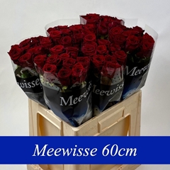 R Gr Red Naomi! 60L.cm 33bloei