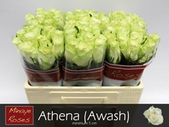 R Gr Athena 50L.cm 23bloei